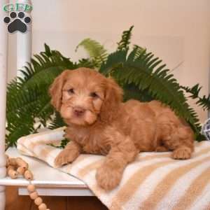 Tanner, Cavapoo Puppy